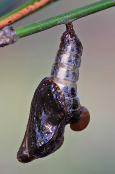 Red-spotted Purple
chrysalis